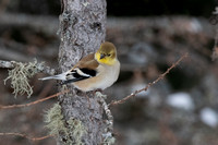 goldfinch