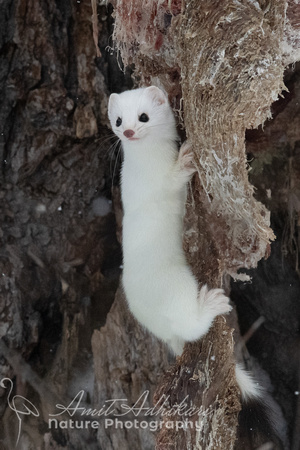 Ermine 1