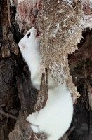 Ermine 2