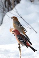 Pine grossbeak pair