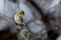 goldfinch 2