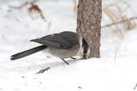 Canada Jay 1