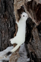 Ermine 8