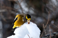 Evening Grossbeak ice dipping pinecone