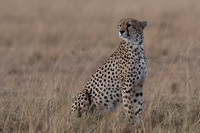 Cheetah 1