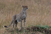 Cheetah 3