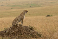 Cheetah 15