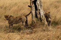 Cheetah 18