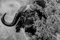 Cape buffalo 1