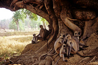 Hanuman Langur Gathering