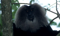 Lion Tailed Macaque