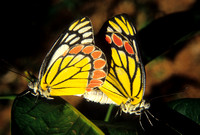 Common Jezbel Mating