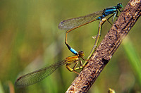 Damselfly mating