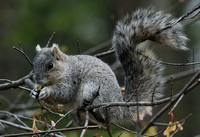 Delmarwa Squirel