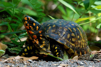 Three Toed Box Turtle