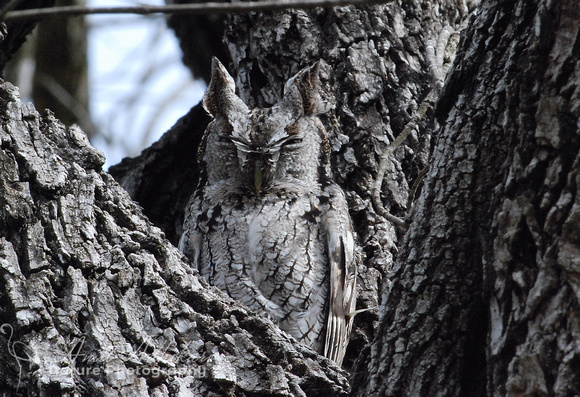 Eastern Screech Owl