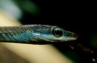 Large eyed Wine snake