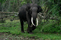 Asiatic Male Elephant