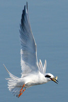 Fishing Common Tern