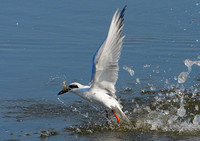 Fishing Common Tern 2