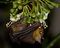 Insectivorous Bat