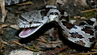 Eastern Rat Snake