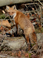 Red Fox