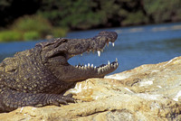 Indian Crocodile