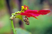 Chrysalis