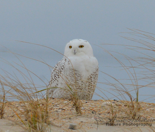 Snowy Owl