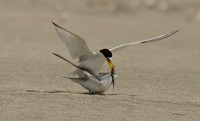 Lesser Tern courtship 2