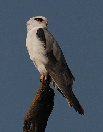 black winged kite