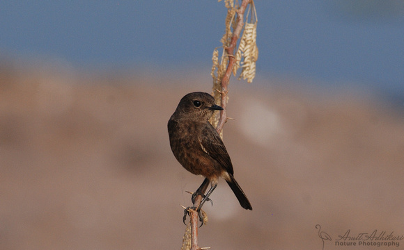 Bushchat female