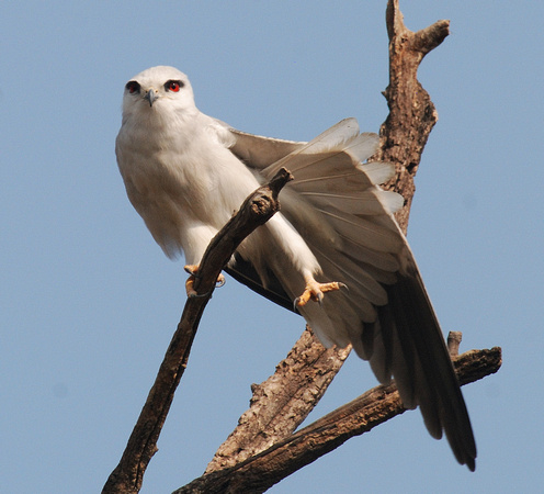 Black winged kite 2