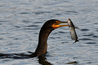 Double Crested Cormorant with catfish